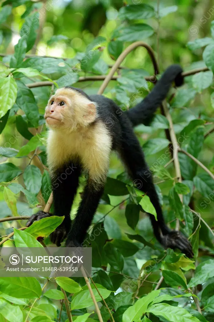 White-headed or White-faced Capuchin (Cebus capucinus), Manuel Antonio National Park, Costa Rica, Central America