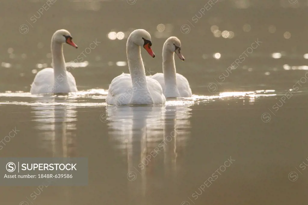 Mute swans (Cygnus olor) floating on a river, Fuldabrueck, Hesse, Germany, Europe