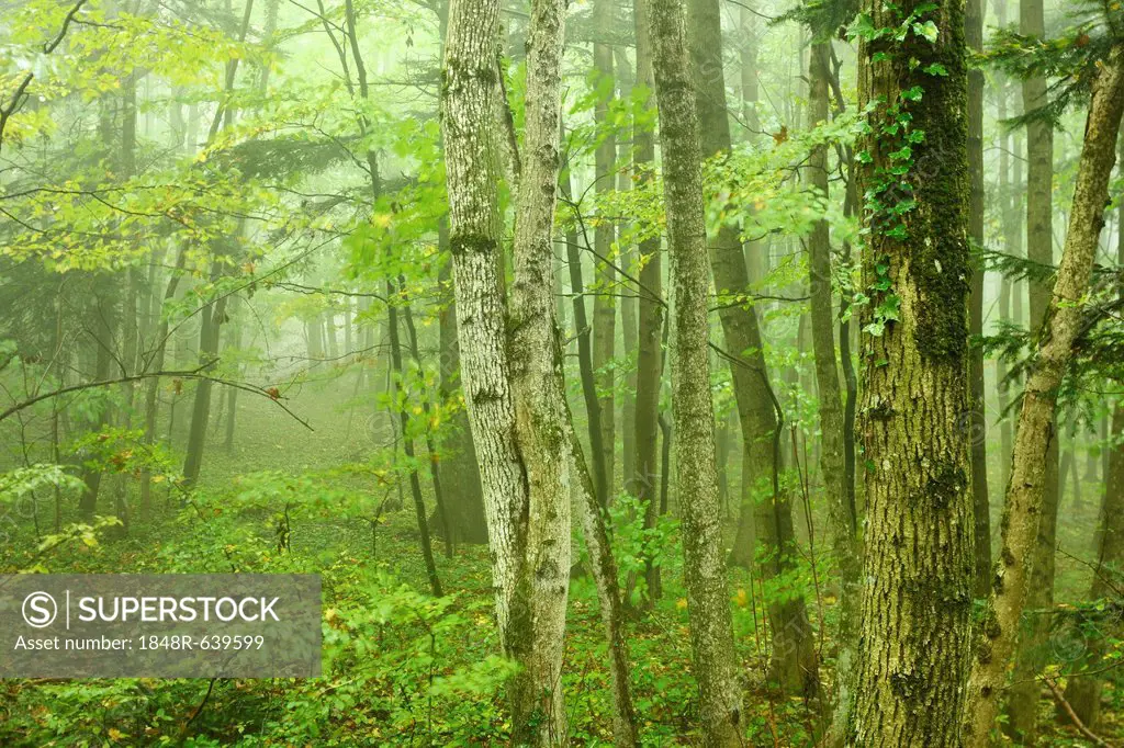 Deciduous forest in fog, Arnstein, Lower Austria, Austria, Europe