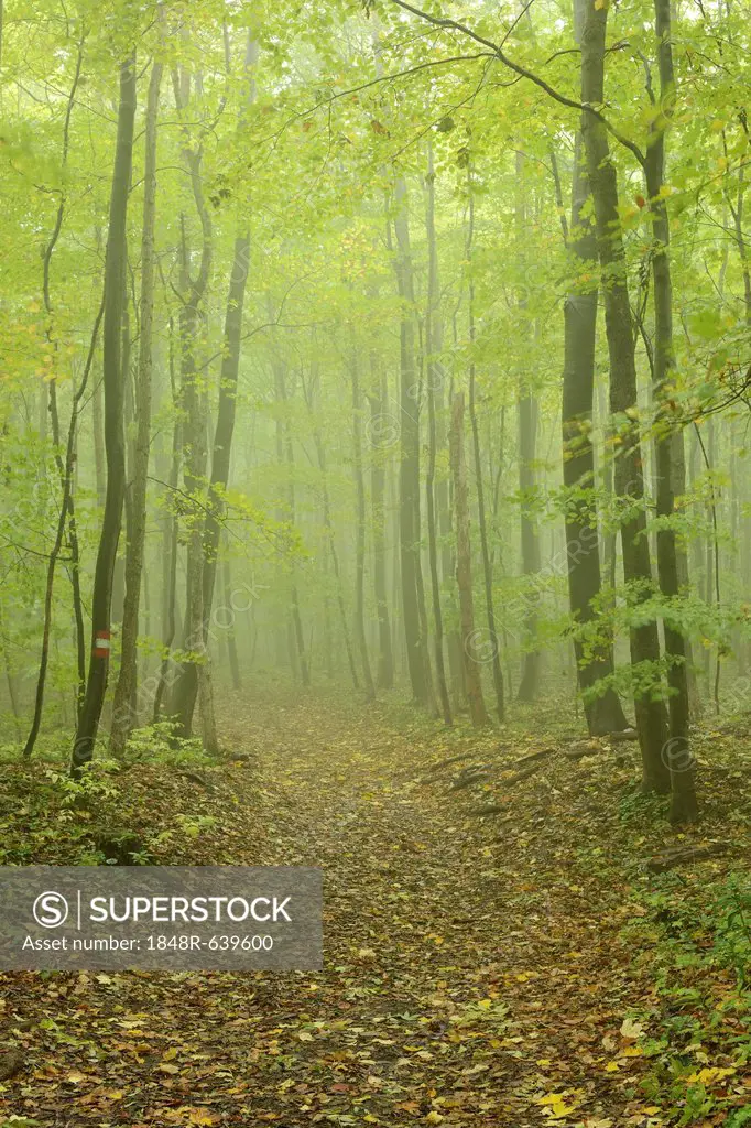 Hiking trail and deciduous forest in fog, Arnstein, Lower Austria, Austria, Europe
