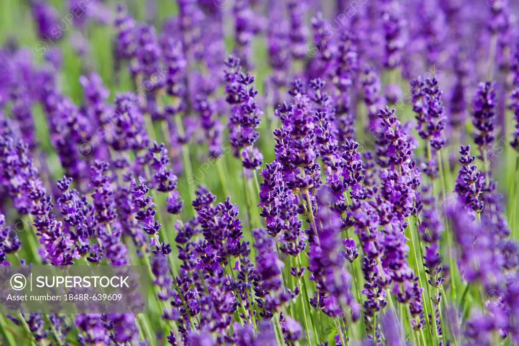 Lavender (Lavandula), Rhineland-Palatinate, Germany, Europe