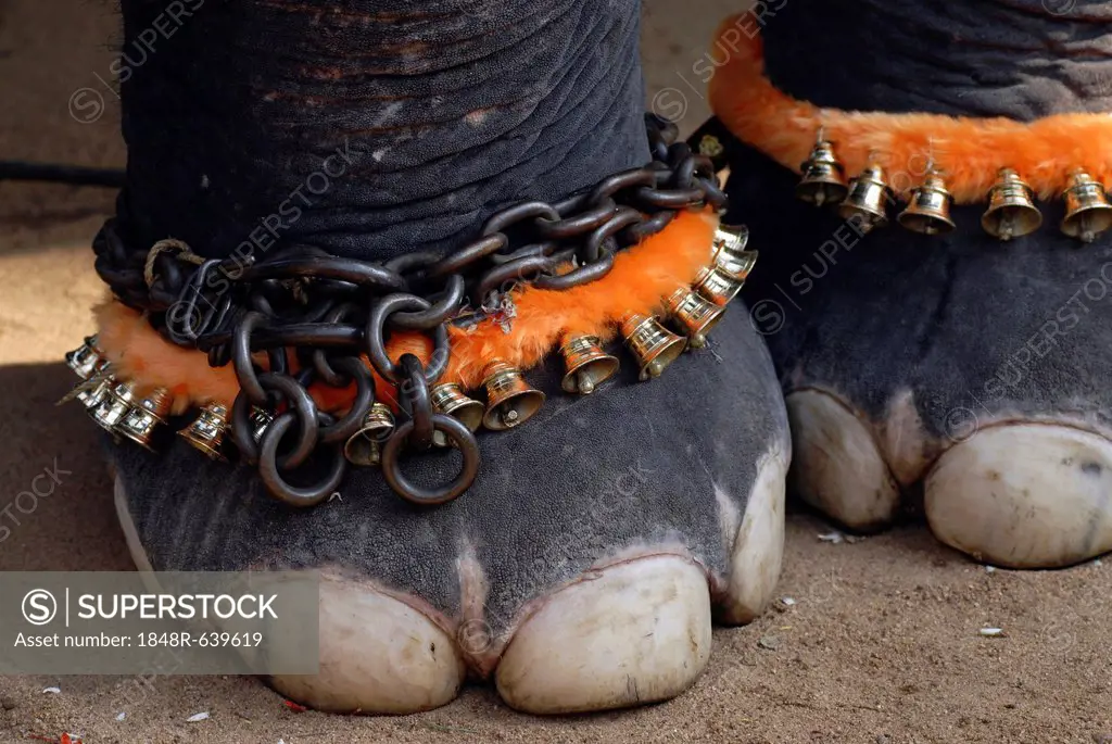 Decorated elephant feet, Pooram festival, Thrissur, Kerala, South India, India, Asia