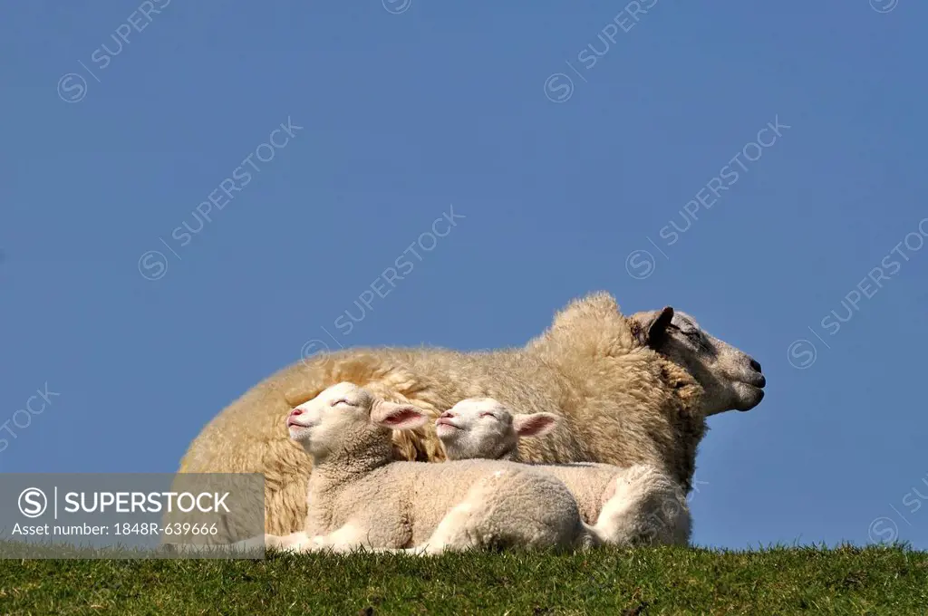 Ewe (Ovis orientalis aries) and her lambs enjoying the warm sun