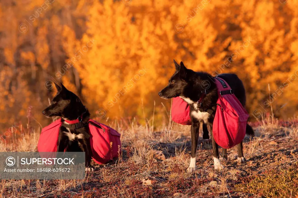 Pack dogs, sled dogs, Alaskan Huskies with back packs, Quaking Aspen, Trembling Aspen (Populus tremuloides) behind, leaves in fall colours, Indian Sum...