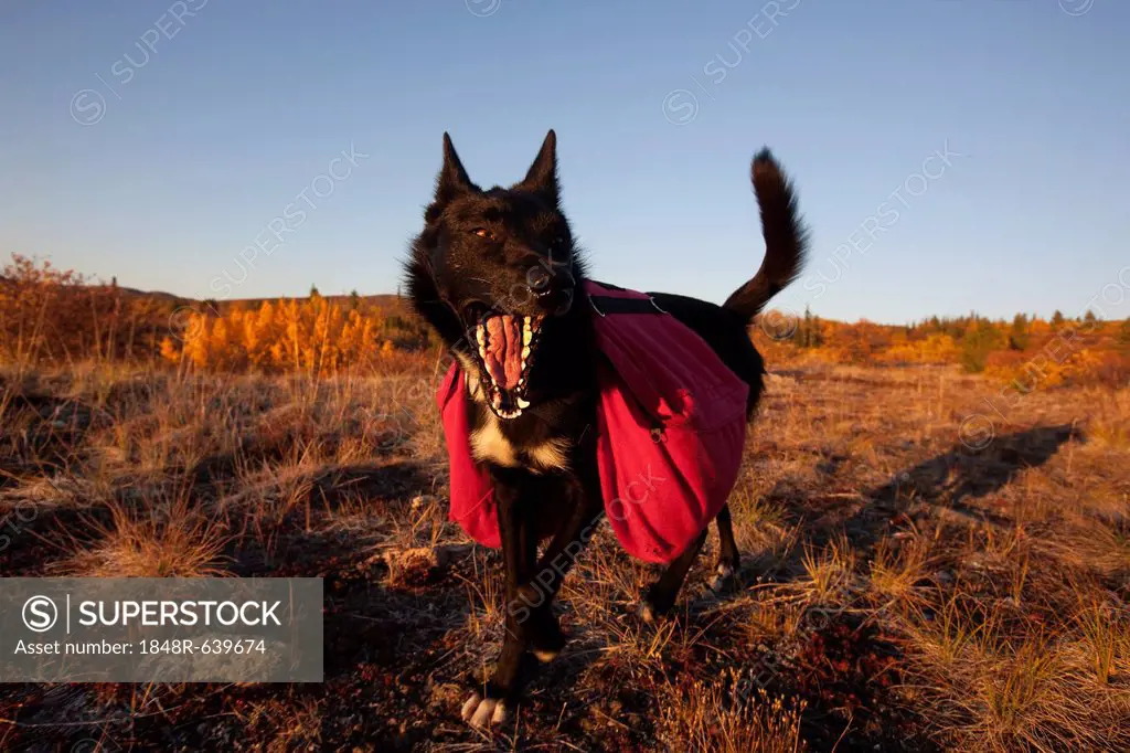 Pack dog, sled dog, Alaskan Husky with back pack, fall colours, Indian Summer, near Fish Lake, Yukon Territory, Canada, North America