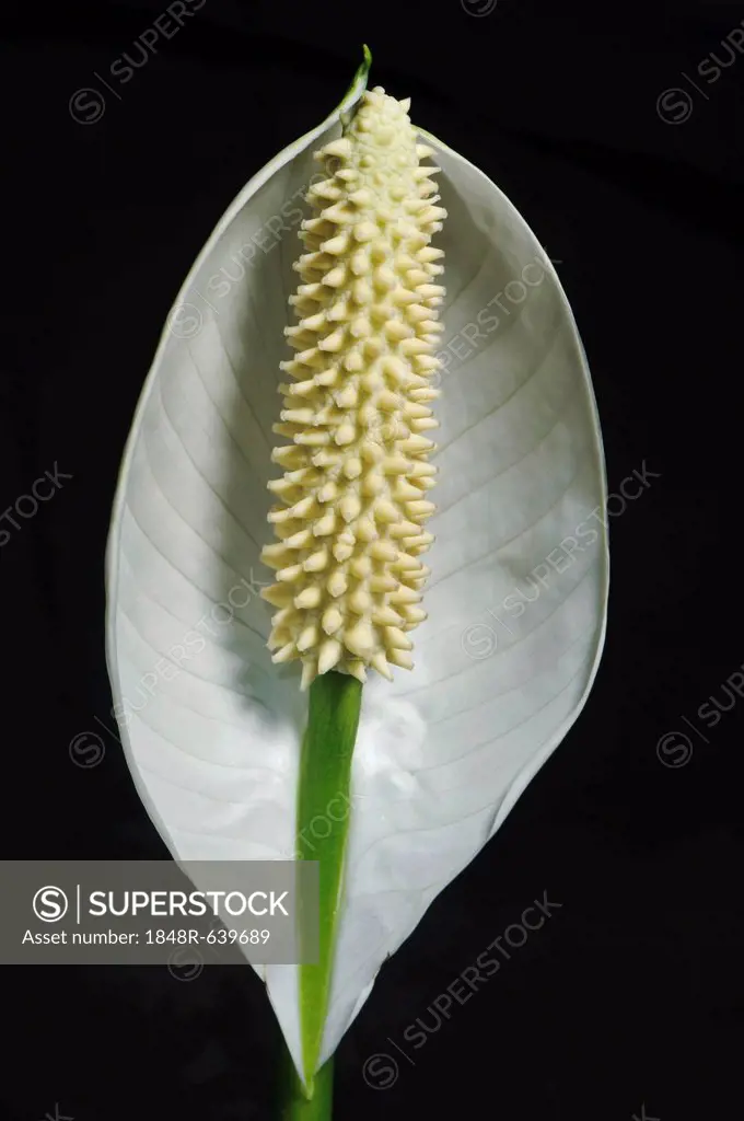 Spath or Peace Lily (Spathiphyllum), flower