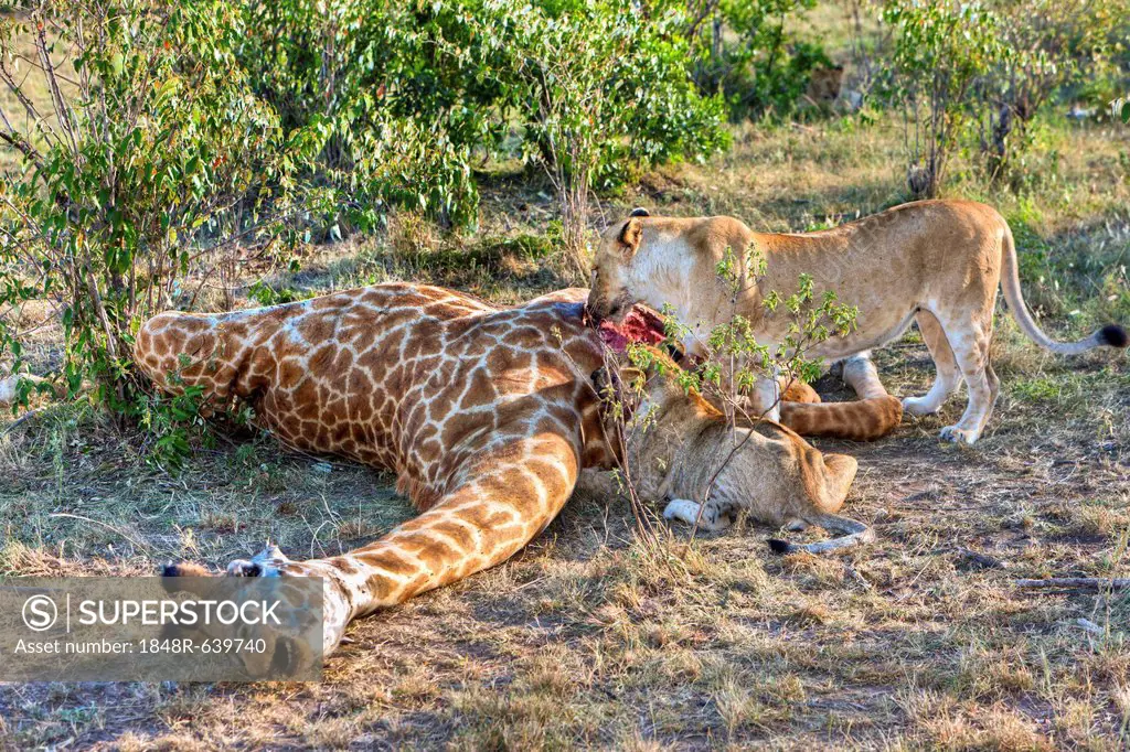 Pride of Lions (Panthera leo) feeding on a giraffe, Masai Mara National Park, Kenya, East Africa, Africa, PublicGround