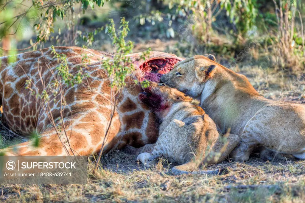 Pride of Lions (Panthera leo) feeding on a giraffe, Masai Mara National Reserve, Kenya, East Africa, Africa, PublicGround