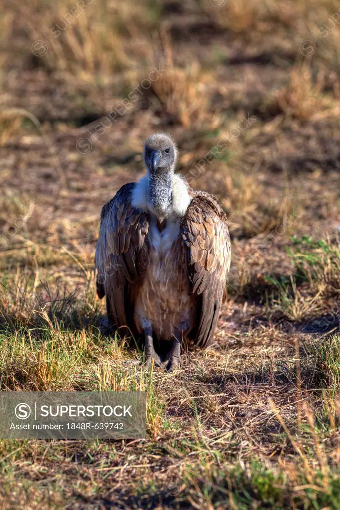 White-backed Vulture (Gyps africanus), Masai Mara National Reserve, Kenya, East Africa, Africa, PublicGround
