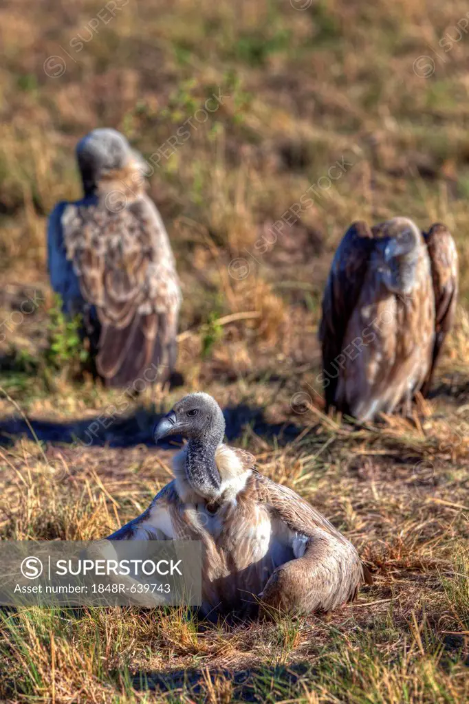 White-backed Vultures (Gyps africanus), Masai Mara National Reserve, Kenya, East Africa, Africa, PublicGround