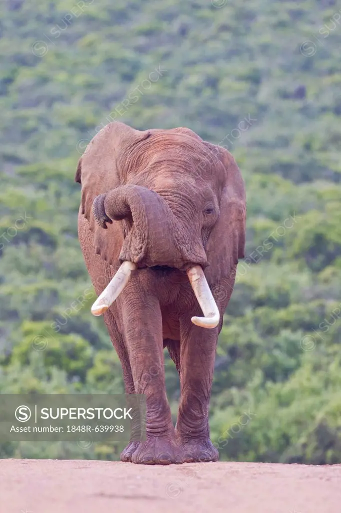 African elephant (Loxodonta africana) at the Addo Elephant Park, South Africa