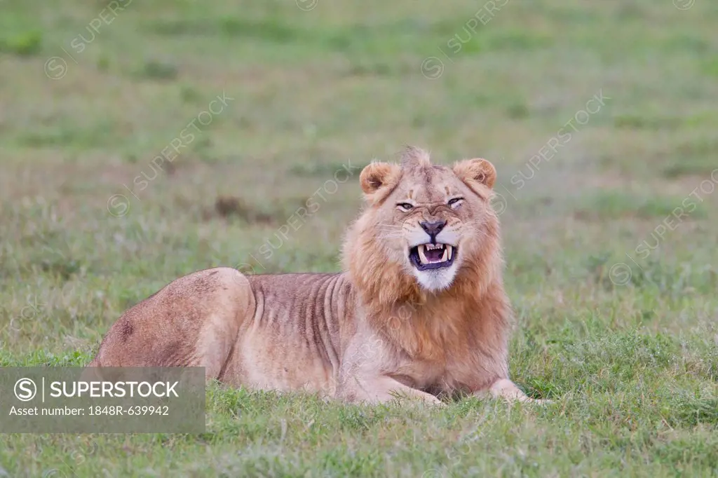 Male lion (Leo panthera) at the Addo Elephant Park, South Africa