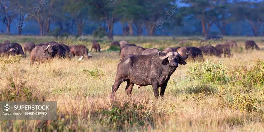 African Buffalos (Syncerus caffer) in morning light, Lake Nakuru National Park, Kenya, East Africa, PublicGround