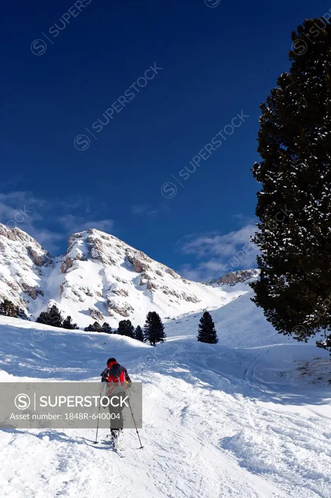 Cross-country skier crossing Woerndle-Loch alpine pasture, while ascending towards Zendleser Kofel Mountain in the Villnoess Valley above the Zanser A...