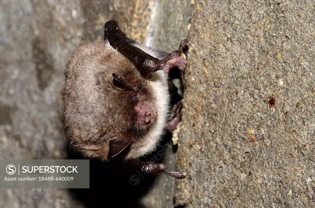 Daubenton's Bat (Myotis daubentoni), species in Annex IV of the Habitats Directive, in winter quarters, hibernating in a tunnel, Topor, Kiel, Schleswi...