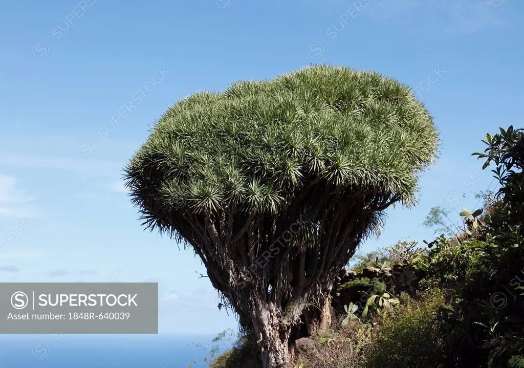 Canary Islands Dragon Tree (Dracaena draco), El Tablado, La Palma, Canary Islands, Spain, Europe