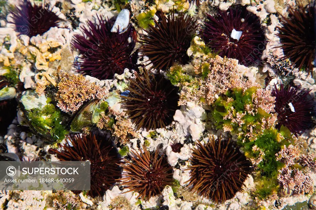 Purple sea urchins (Paracentrotus lividus) in a tide pool on Monte Clerigo beach, Atlantic coast, Algarve, Portugal, Europe