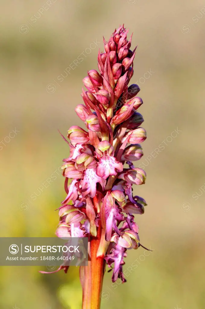 Giant Orchid (Himantoglossum robertianum, formerly Barlia robertiana), Pyrénées-Orientales, France, Europe