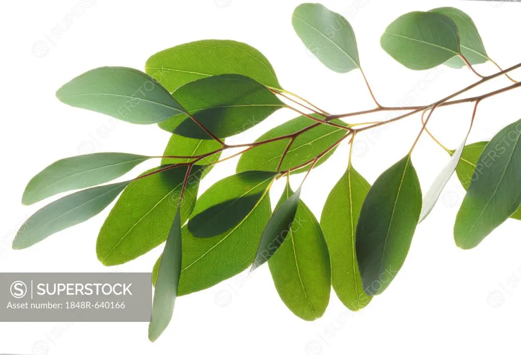 Eucalyptus leaves (Eucalyptus)