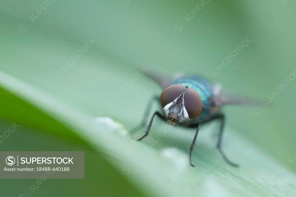 Greenbottle fly (Lucilia sp.), Haren, Emsland region, Lower Saxony, Germany, Europe