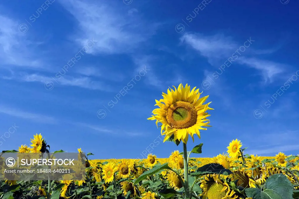 Sunflower field, Common sunflowers (Helianthus annuus)