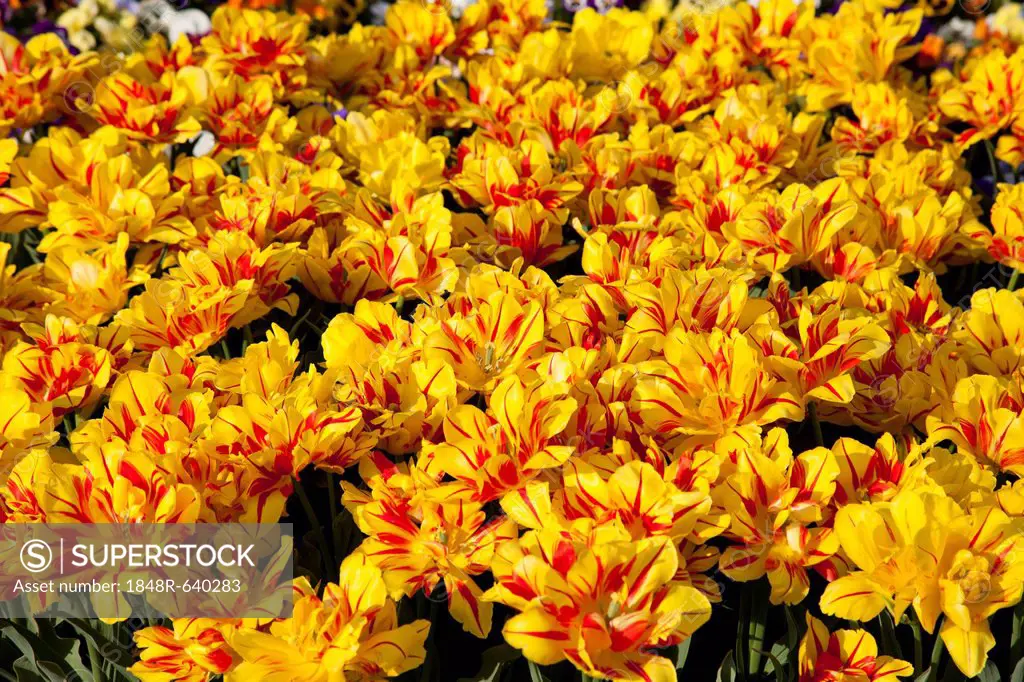 Bed of yellow and red Tulips (Tulipa)