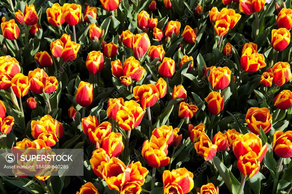 Bed of yellow and red Tulips (Tulipa)