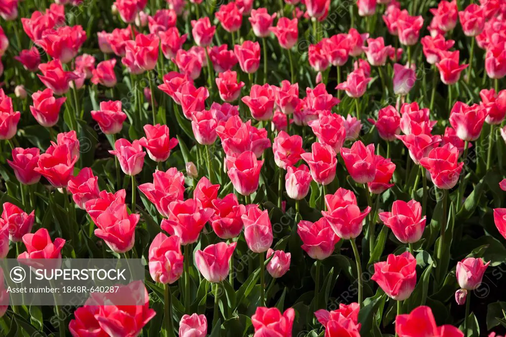 Bed of pink Tulips (Tulipa)