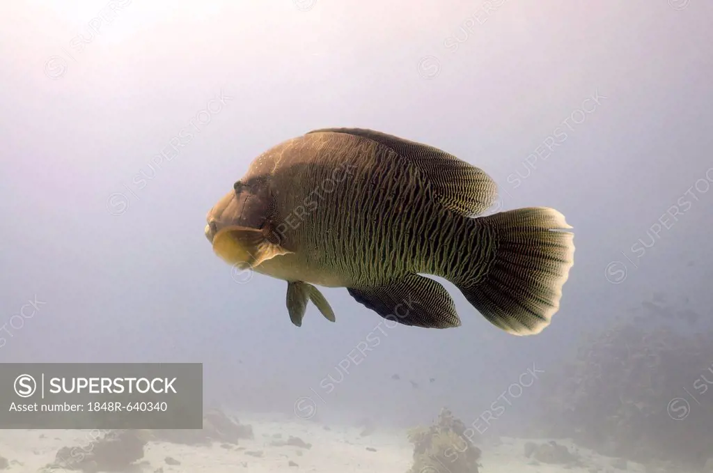 Humphead wrasse, Napoleon wrasse, Napoleonfish (Cheilinus undulatus), Red Sea, Egypt, Africa