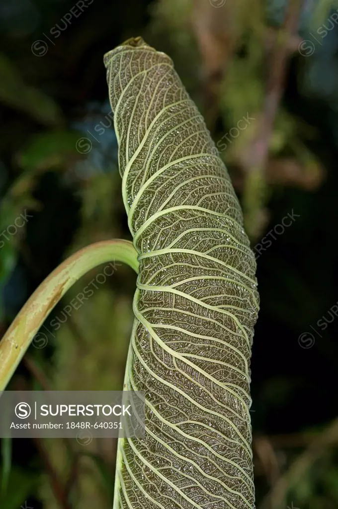Unfurling leaf of an anthurium (Anthurium sp.), Tandayapa region, Andean cloud forest, Ecuador, South America