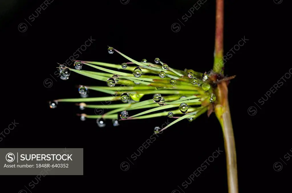 Horsetail, snake grass or puzzlegrass (Equisetales) with raindrops, Tandayapa region, Andean cloud forest, Ecuador