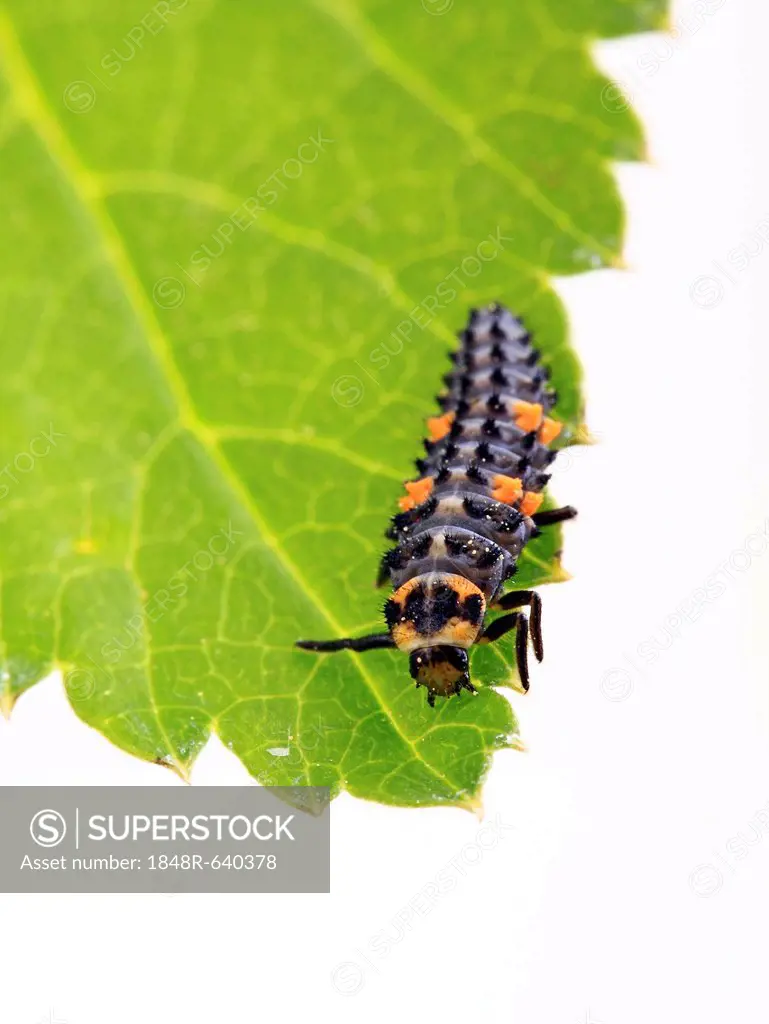 Larva of a Seven-Spot Ladybird (Coccinella septempunctata)