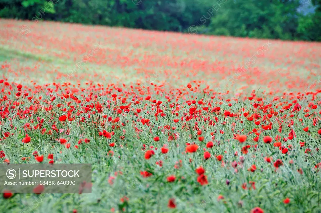 Poppiers (Papaver rhoeas) growing in a wheat field, PublicGround