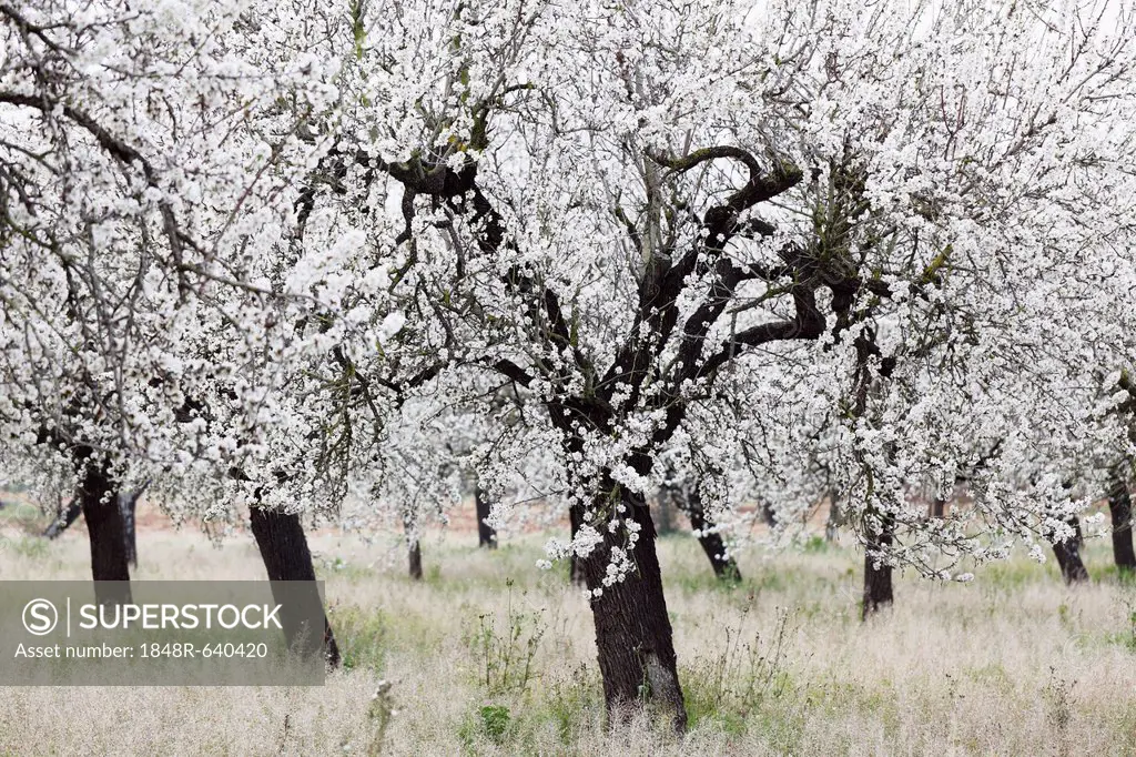 Almond blossom, blooming almond trees (Prunus dulcis), Santa Maria del Cami, Majorca, Mallorca, Balearic Islands, Spain, Europe