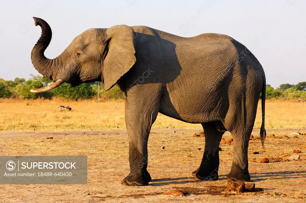 Young African Bush Elephant (Loxodonta africana) trumpeting with a raised trunk, Savuti National Park, Botswana, Africa