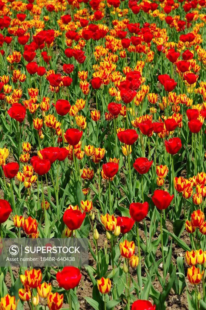Flower bed with tulips of the Red Gorgette and Colour Spectacle varieties, Dutch tulips (Tulipa)
