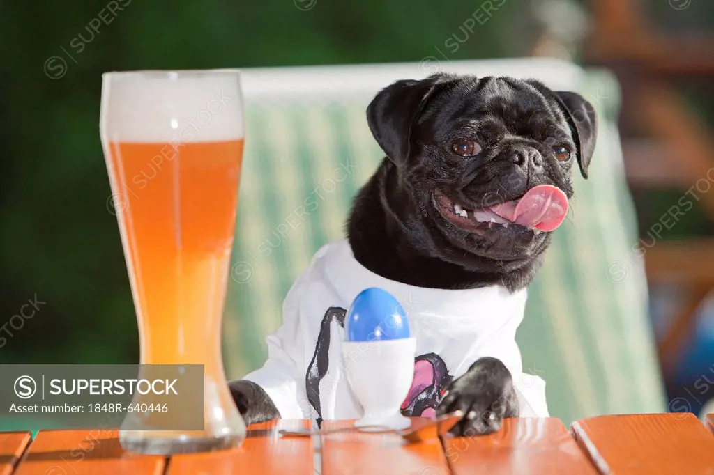 Young pug wearing a T-shirt, sitting behind a wheat beer and an Easter egg