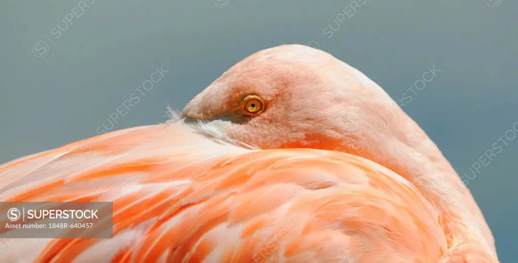 Pink Flamingo (Phoenicopterus ruber roseus)