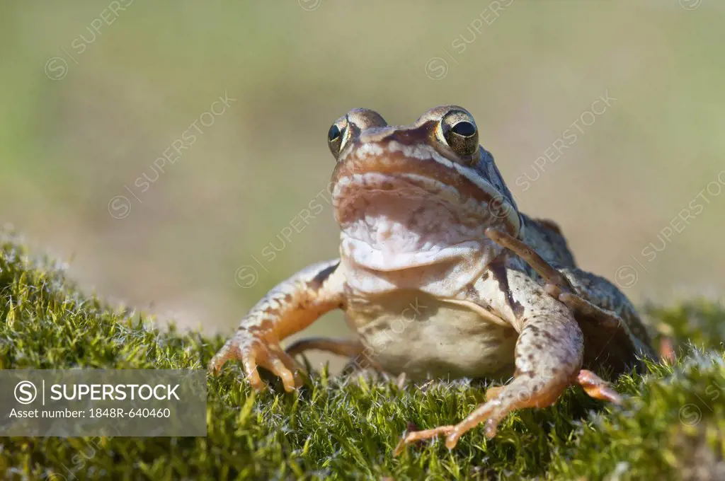 Moor frog (Rana arvalis), Emsland, Germany, Europe