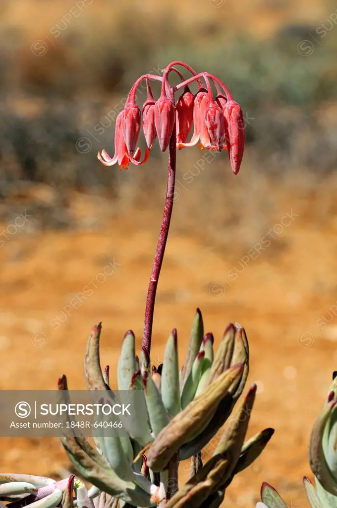 Pig's Ear or Round-leafed Navel-wort (Cotyledon orbiculata), Goegap Nature Reserve, Namaqualand, South Africa, Africa