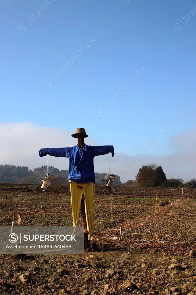 Scarecrow in the field, Upper Swabia, Baden-Wuerttemberg, Germany, Europe