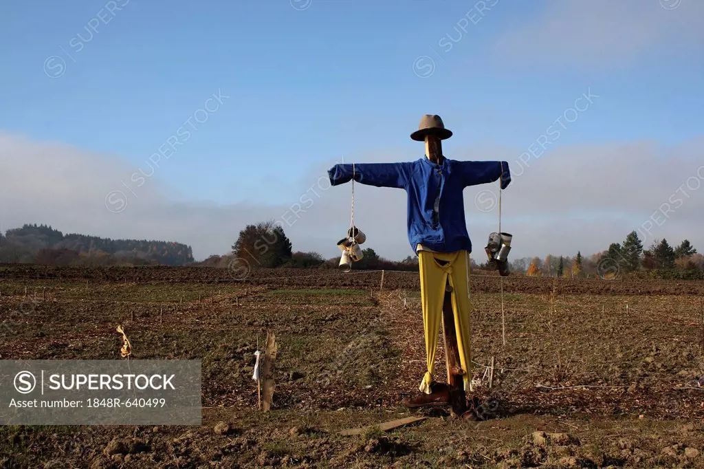 Scarecrow in the field, Upper Swabia, Baden-Wuerttemberg, Germany, Europe