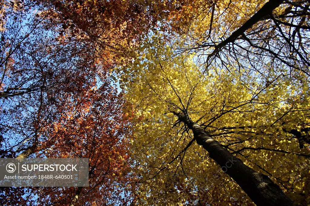 Trees in autumn, Baden-Wuerttemberg, Germany, Europe