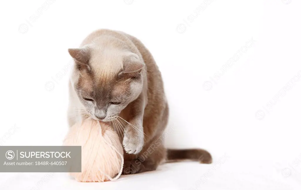 Burmese cat playing with a ball of yarn