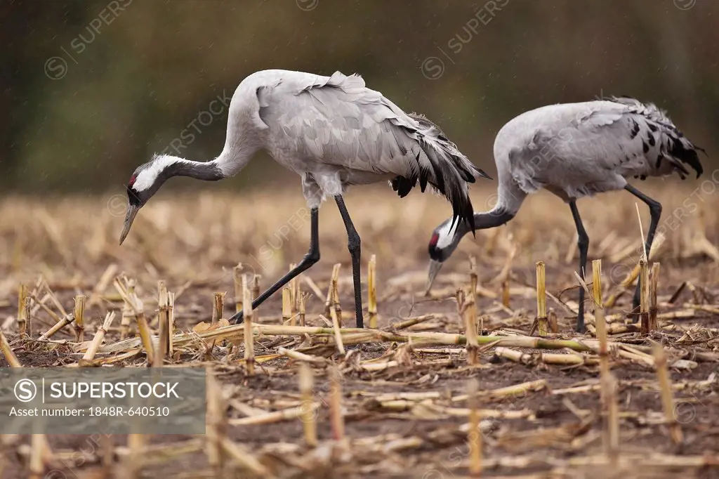 Cranes (Grus grus), Mecklenburg-Western Pomerania, Germany, Europe