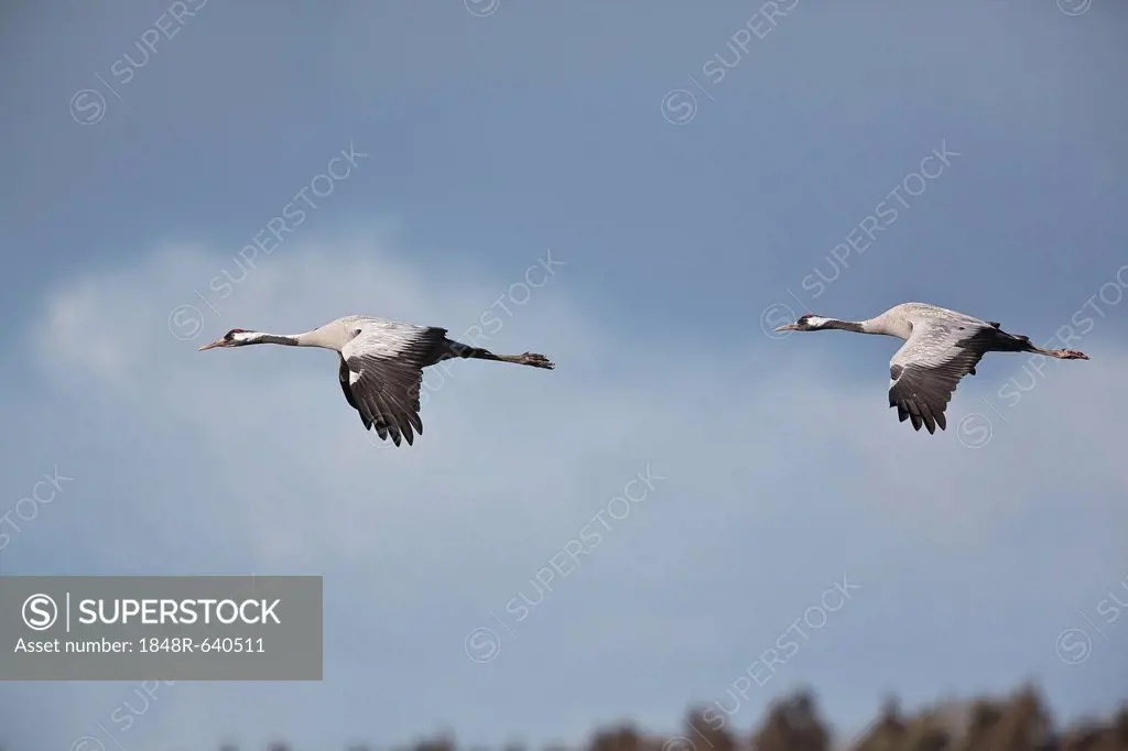 Cranes (Grus grus) in flight, Mecklenburg-Western Pomerania, Germany, Europe