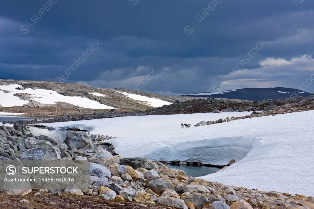 Steindalstinden hill, reindeers, Saltfjellet-Svartisen National Park, Nordland county, Norway, Scandinavia, Europe