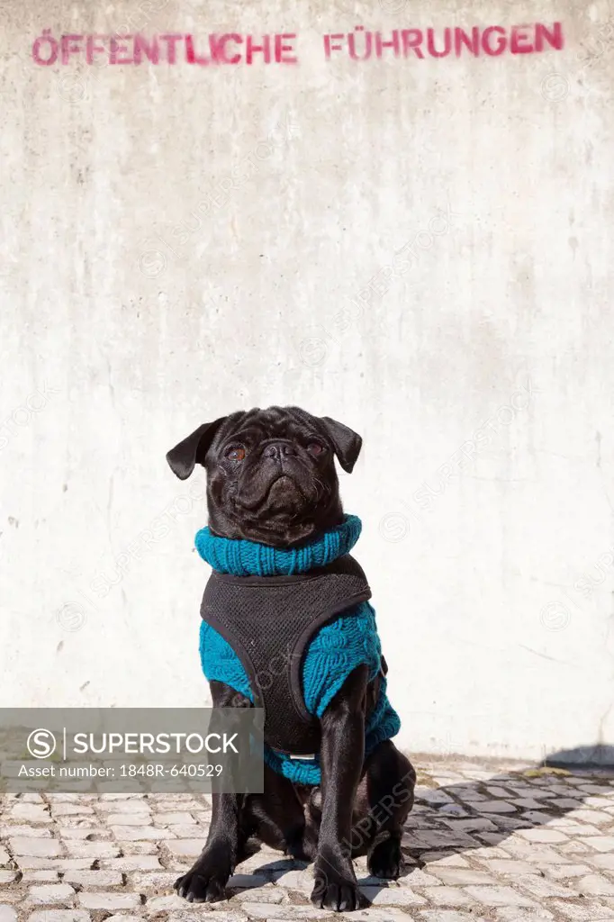 Young black pug wearing a sweater sitting in front of a wall, lettering Oeffentliche Fuehrungen, German for public guided tours, PublicGround