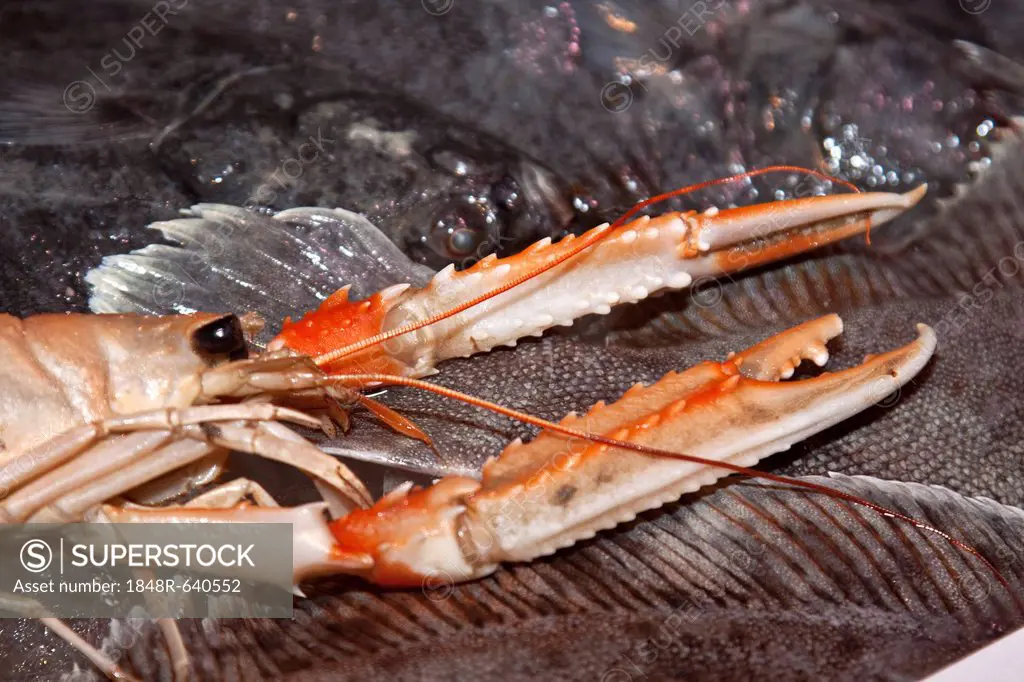 Norway Lobster (Nephrops norvegicus) with bound claws