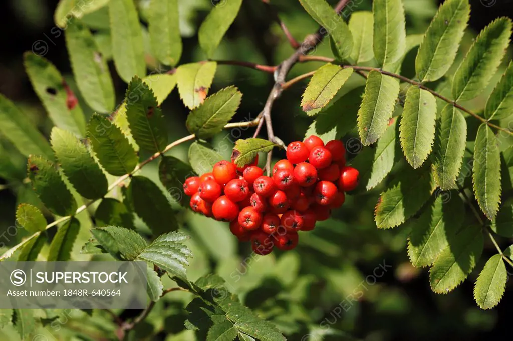 Red berries on branches of Rowan or Mountain-Ash (Sorbus aucuparia), Bavaria, Germany, Europe
